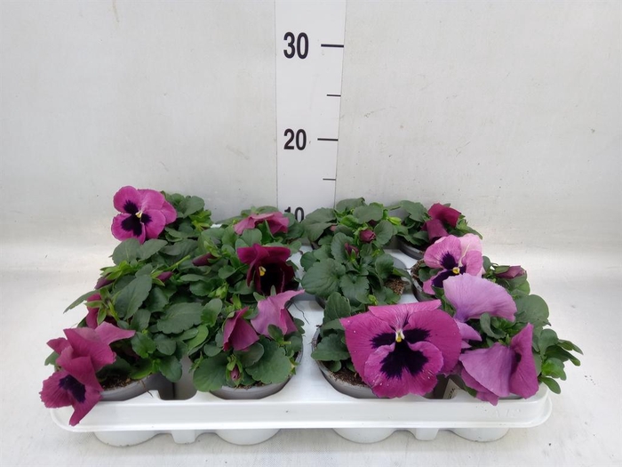 <h4>Viola wr. 'Evo Pink Shades'</h4>