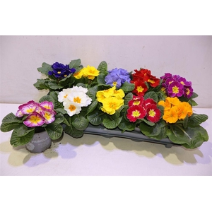 arr8 Prim Ac Paradiso Gem