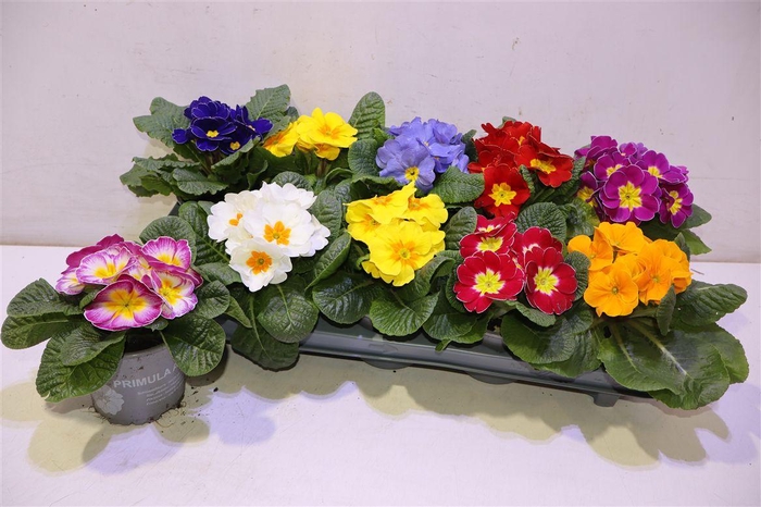 <h4>arr8 Prim Ac Paradiso Gem</h4>