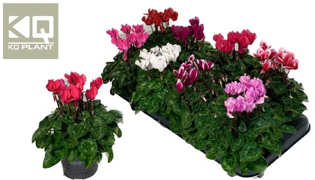 <h4>CYCL KL SUP CARINO</h4>