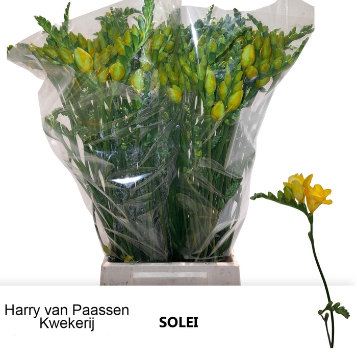 <h4>Freesia du Soleil</h4>
