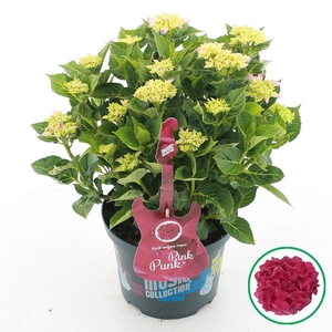 Hydrangea macr. Music Collection® 'Pink Punk'® C5 (23cm.) Kn.