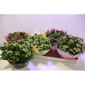 arr8 Kalan B Ge Gem 5 Kl