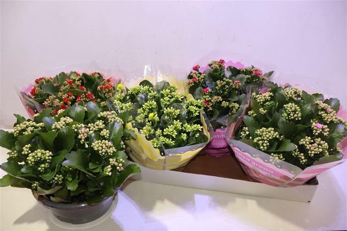 <h4>arr8 Kalan B Ge Gem 5 Kl</h4>