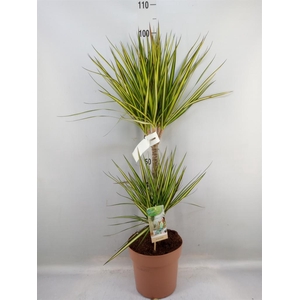 Dracaena marg. 'Sunray'