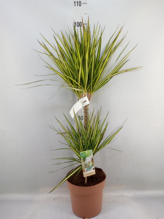 <h4>Dracaena marg. 'Sunray'</h4>