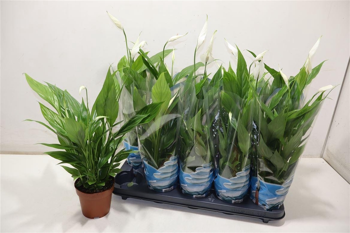 <h4>arr8 Spath Alana</h4>