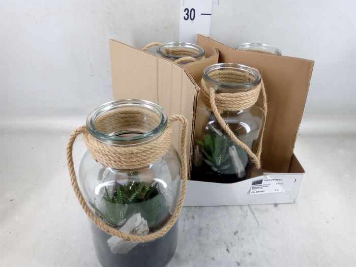 <h4>Arr.   Kamerplant Groen L%</h4>