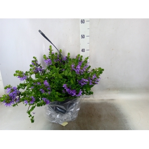 Scaevola aemula   ...