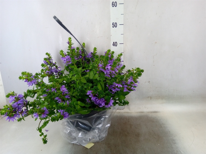 <h4>Scaevola aemula   ...</h4>