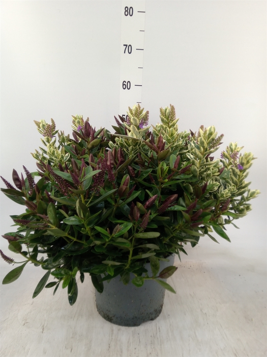 <h4>Hebe  'Addenda'   ...mix in pot</h4>