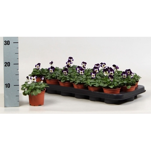 Viola corn. 'Evo Mini White Purple'