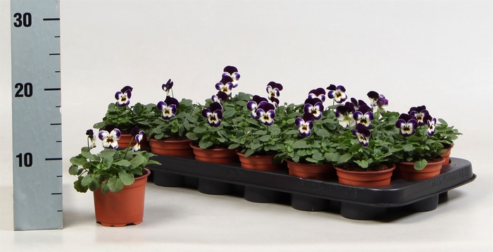 <h4>Viola corn. 'Evo Mini White Purple'</h4>