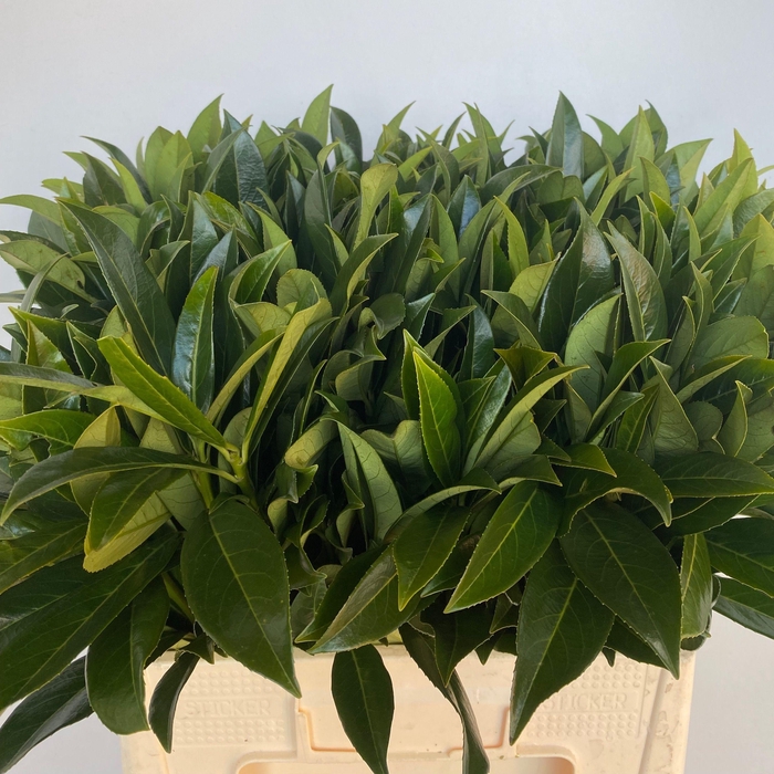 <h4>PRUNUS LAUROCERASUS</h4>