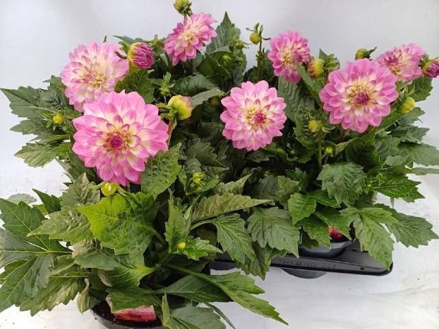 <h4>DAHL L MAG ROSE BICO</h4>