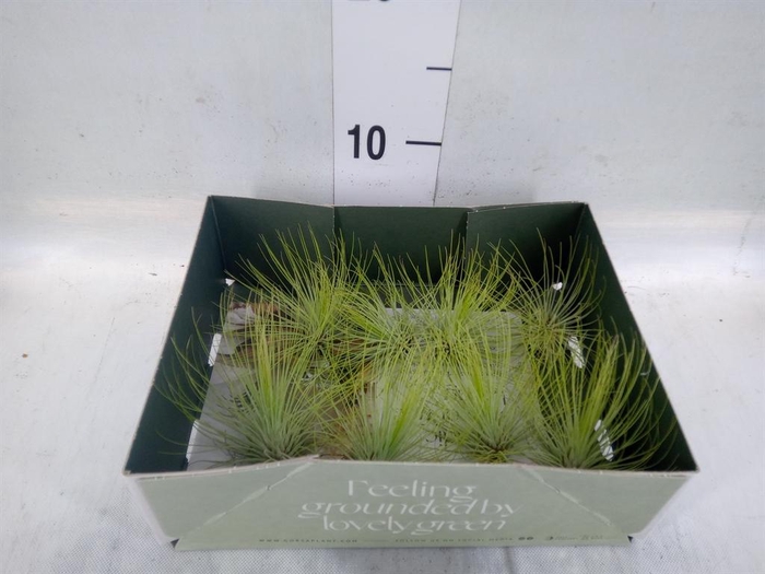 <h4>Tillandsia</h4>