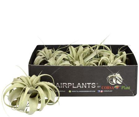 <h4>Tillandsia Xerographica Bonsai</h4>