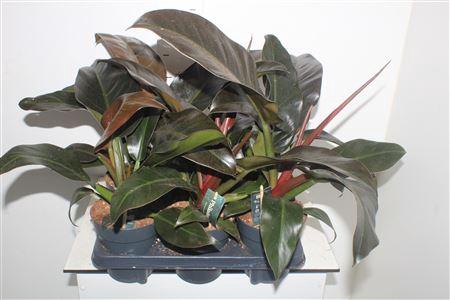 <h4>Phil Imperial Red</h4>