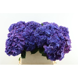 Hydr M Rodeo Purple 80-22