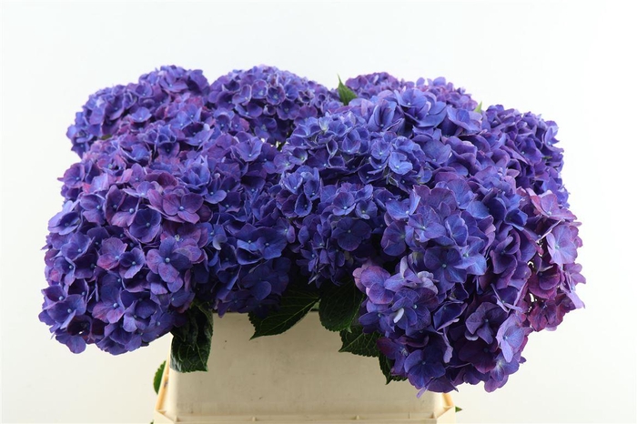 <h4>Hydr M Rodeo Purple 80-22</h4>
