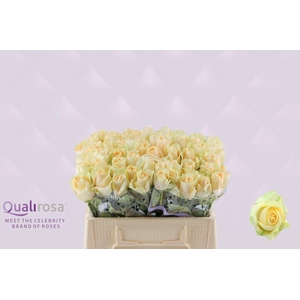 R Gr Magic Avalanche