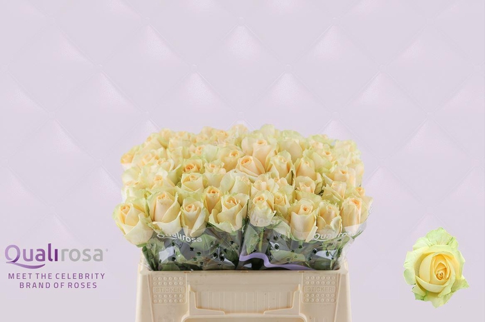 <h4>R Gr Magic Avalanche+</h4>