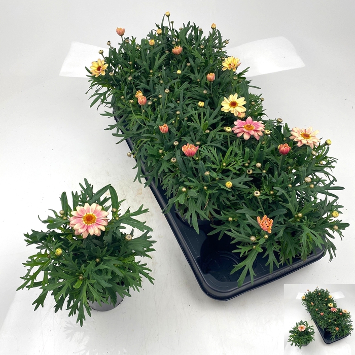 <h4>ARG LA RITA GEM</h4>