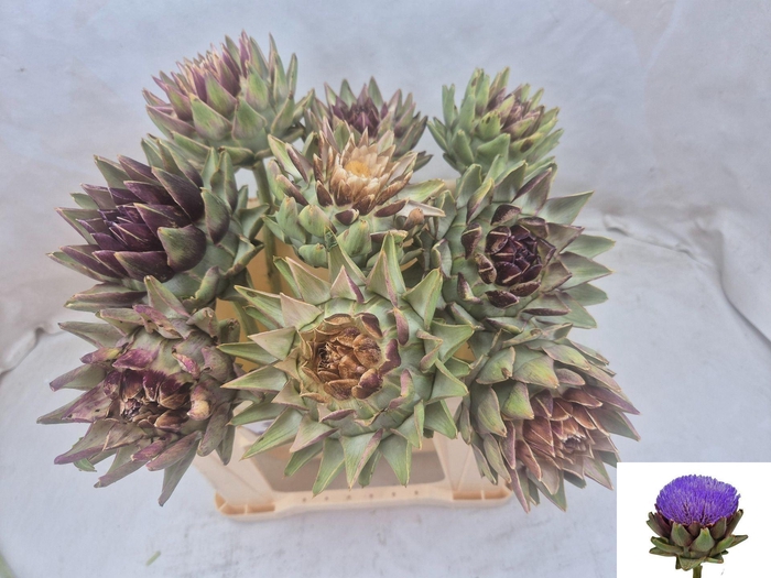 <h4>CYNARA SCOLYMUS GREEN GLOBE CYNARA</h4>
