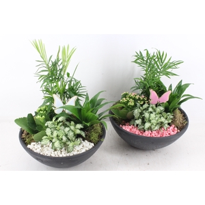 arr2 PL - Ebbischaal L - roze/wit