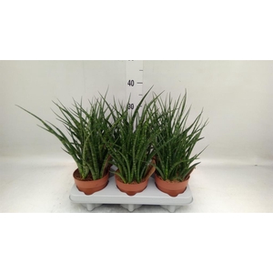 Sansevieria  'Fernwood'