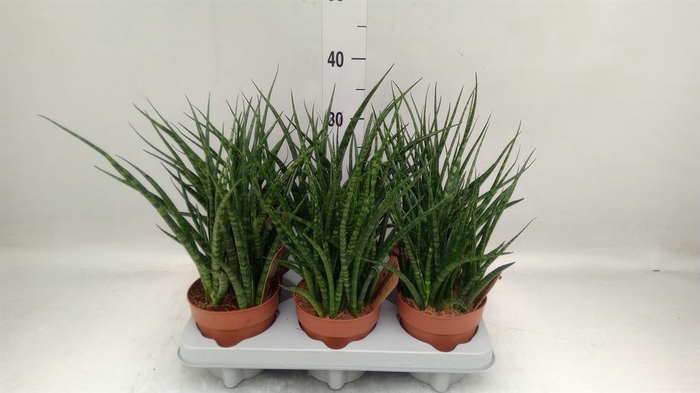 <h4>Sansevieria  'Fernwood'</h4>