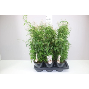 Jasminum Pyramide 400+