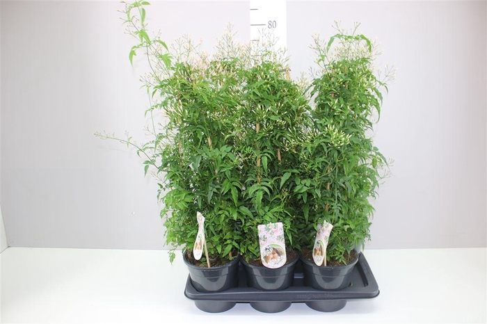 <h4>Jasminum Pyramide 400+</h4>