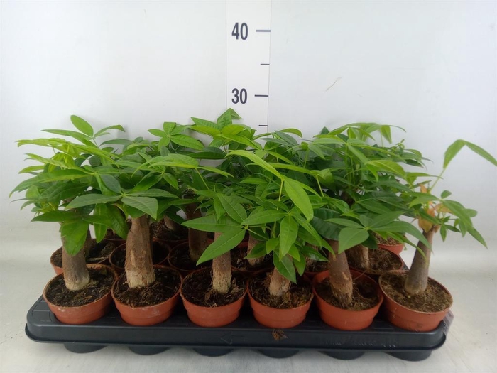 <h4>Pachira aquatica</h4>