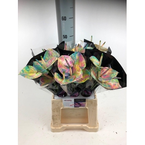 Anthurium mix Love