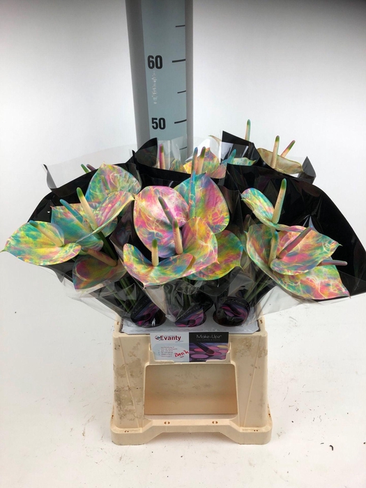 <h4>Anthurium mix Love</h4>