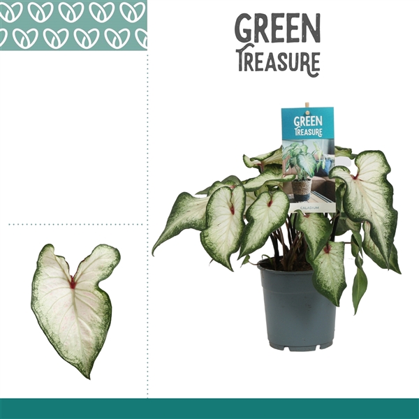 <h4>Caladium White Wonder</h4>