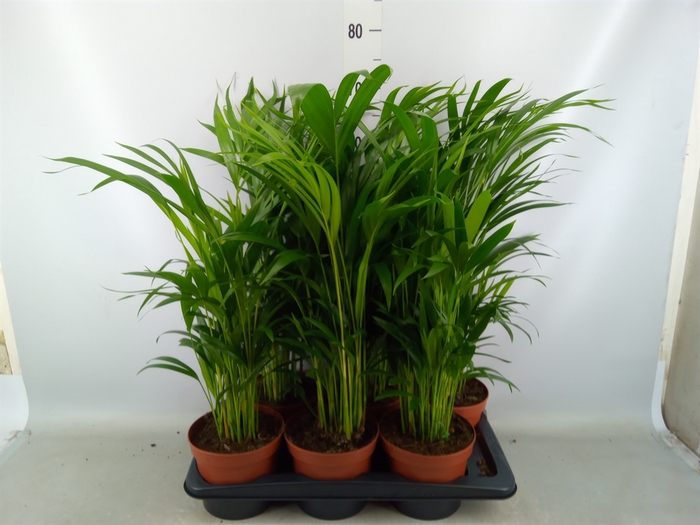 <h4>Dypsis lutescens   ...Chrysalidoca</h4>