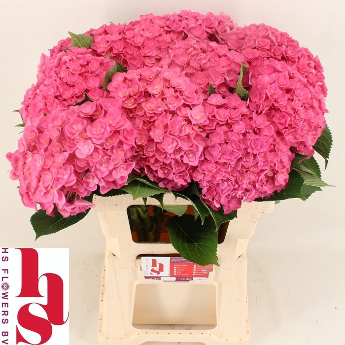 <h4>HYDRANGEA  'ROYAL KISS'</h4>