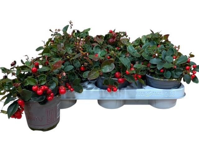 <h4>GAULTH PR BIG BERRY</h4>