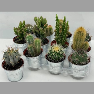 CACTUS GEM