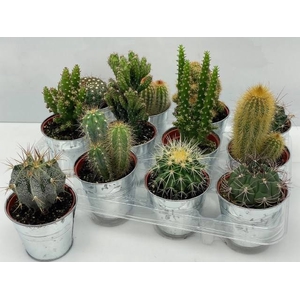 CACTUS GEM