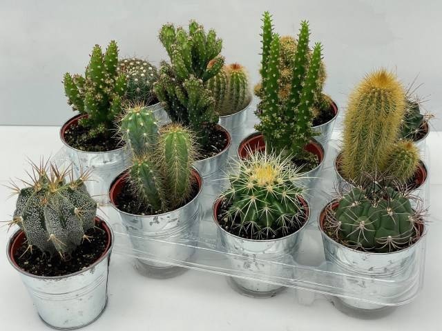 <h4>CACTUS GEM</h4>