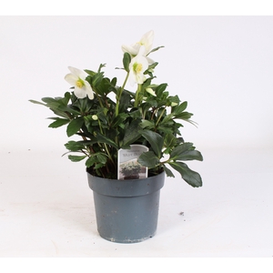 Helleborus N. Nagano met etiket