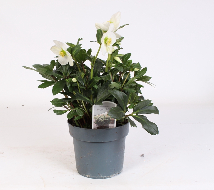 <h4>Helleborus N. Nagano met etiket</h4>