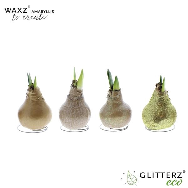 <h4>Amaryllis Waxz® to Create Gold</h4>