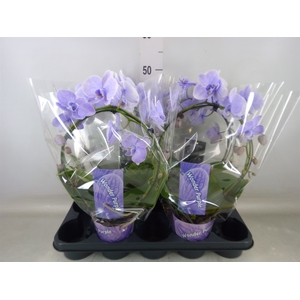 Phalaenopsis   ...