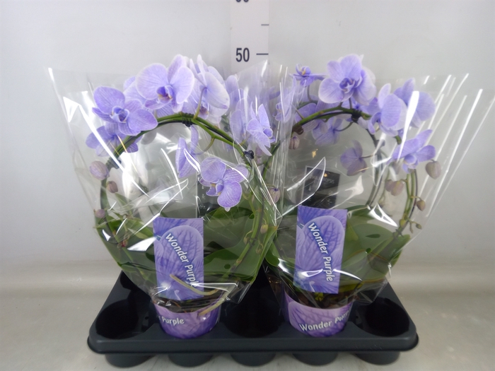 <h4>Phalaenopsis   ...</h4>