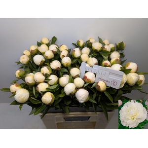 PAEO L DUCHES D NEMO