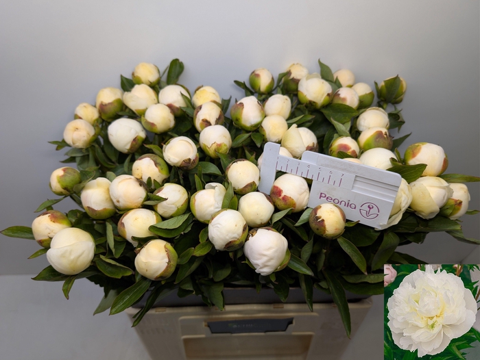 <h4>PAEO L DUCHES D NEMO</h4>